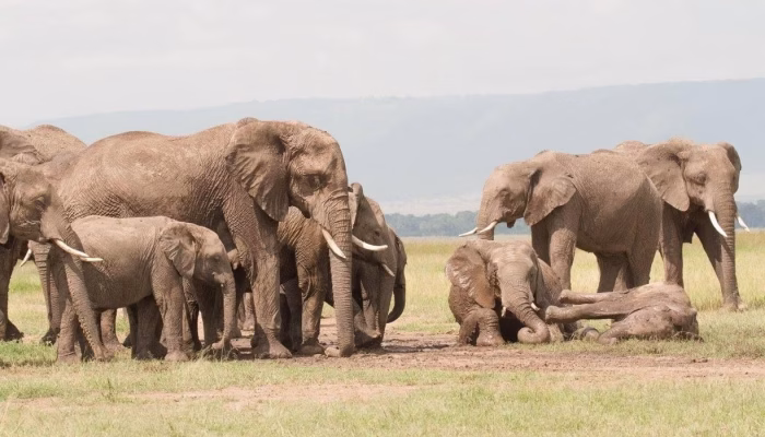Elephants in Maasai Mara
