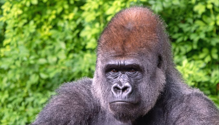 gorilla Gorilla in Uganda