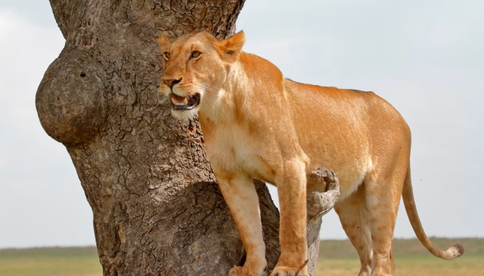 Mara Lion in Savnnah Grasslands