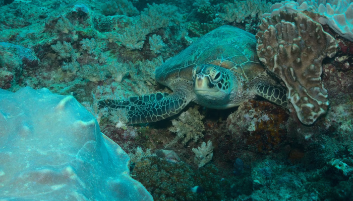 Watamu1 Watamu Marine Park