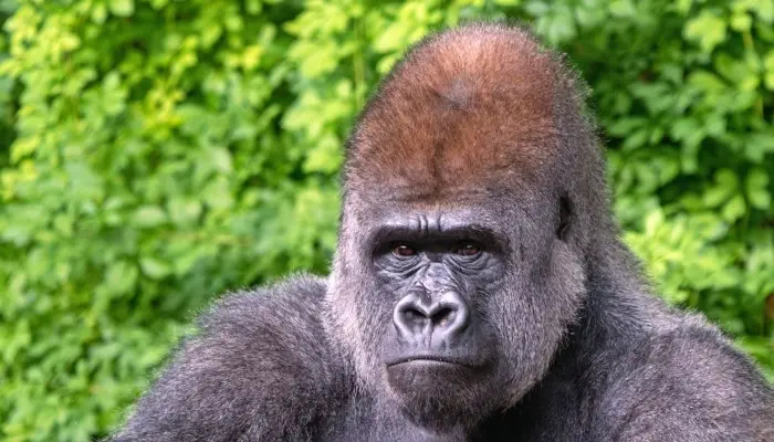 gorilla-scaled-700x400