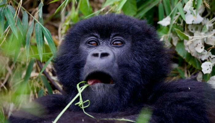 Mountain Gorilla Mountain Gorilla
